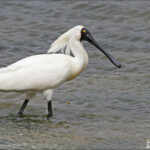 Spatule royale dans les vasières près de Karitane