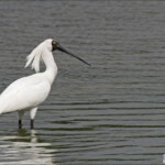Spatule royale dans les vasières près de Karitane