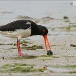 Huîtrier de Finsh, Karitane