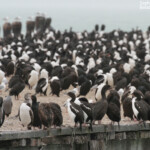 Cormorans bronzés et Cormorans mouchetés sur le warf d'Oamaru