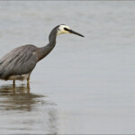 Aigrette à face blanche, Karitane