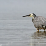 Aigrette à face blanche, Karitane