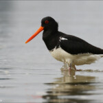 Huîtrier de Finsh, Karitane