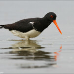 Huîtrier de Finsh, Karitane