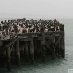 Cormorans bronzés et Cormorans mouchetés sur le warf d'Oamaru