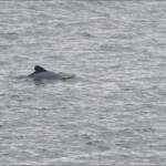 Dauphin d'Hector dans la baie de Karitane