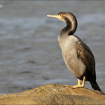 Cormoran ponctué, Karitane