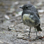 Miro rubisole, Orokonui sanctuary