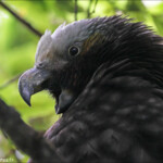 Nestor superbe, kaka, Orokonui sanctuary