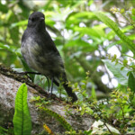 Miro rubisole, Orokonui sanctuary