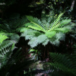 Fougères, Orokonui sanctuary