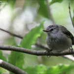 Xénique grimpeur, Orokonui sanctuary