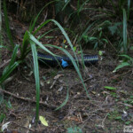 Piège, Orokonui sanctuary