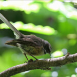 Rhipidure à collier, Orokonui sanctuary