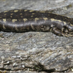 Otago skinks, Oligosoma otagense, Orokonui Ecosanctuary
