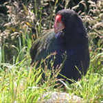 Takahé du Sud, Orokonui sanctuary