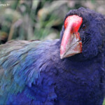 Takahé du Sud, Orokonui sanctuary