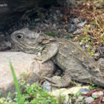 Tuatara, Orokonui sanctuary