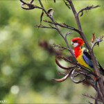 Perruche omnicolore, Orokonui sanctuary