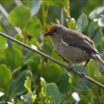 Méliphage carillonneur, Orokonui Ecosanctuary