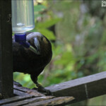 Nestor superbe, kaka, Orokonui sanctuary