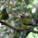 Méliphage carillonneur, Orokonui Ecosanctuary
