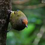 Méliphage carillonneur, Orokonui Ecosanctuary