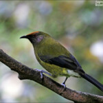 Méliphage carillonneur, Orokonui Ecosanctuary