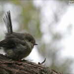 Jeune miro mésange, Orokonui sanctuary