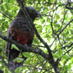 Nestor superbe, kaka, Orokonui sanctuary