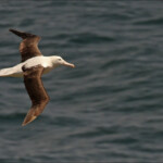 Albatros de Sanford, Taiaroa Head colony