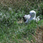 Albatros de Sanford, Taiaroa Head colony