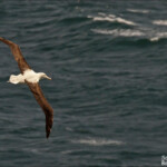 Albatros de Sanford, Taiaroa Head colony