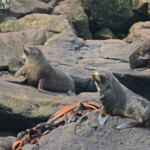 Otaries à fourrure de Nouvelle-Zélande, Victory beach