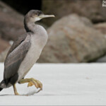 Cormoran ponctué, Victory beach