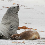 Couple de lion de mer sur la plage de Sandfly bay