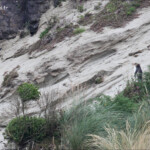 Manchot antipode, plage de Sandfly bay