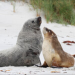 Couple de lion de mer sur la plage de Sandfly bay