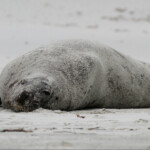 Mâle de lion de mer sur la plage de Sandfly bay