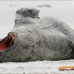 Mâle de lion de mer sur la plage de Sandfly bay