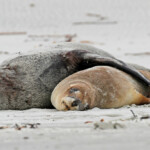 Couple de lion de mer sur la plage de Sandfly bay