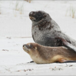 Couple de lion de mer sur la plage de Sandfly bay
