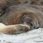 Couple de lion de mer sur la plage de Sandfly bay