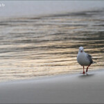 Mouette scopuline sur la plage de Sandfly bay
