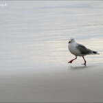 Mouette scopuline sur la plage de Sandfly bay