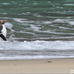 Manchot antipode, plage de Sandfly bay