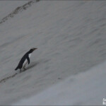 Manchot antipode dans les dunes de sandfly bay