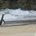 Manchot antipode, plage de Sandfly bay