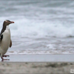Manchot antipode, plage de Sandfly bay