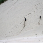 Manchots antipodes, top départ